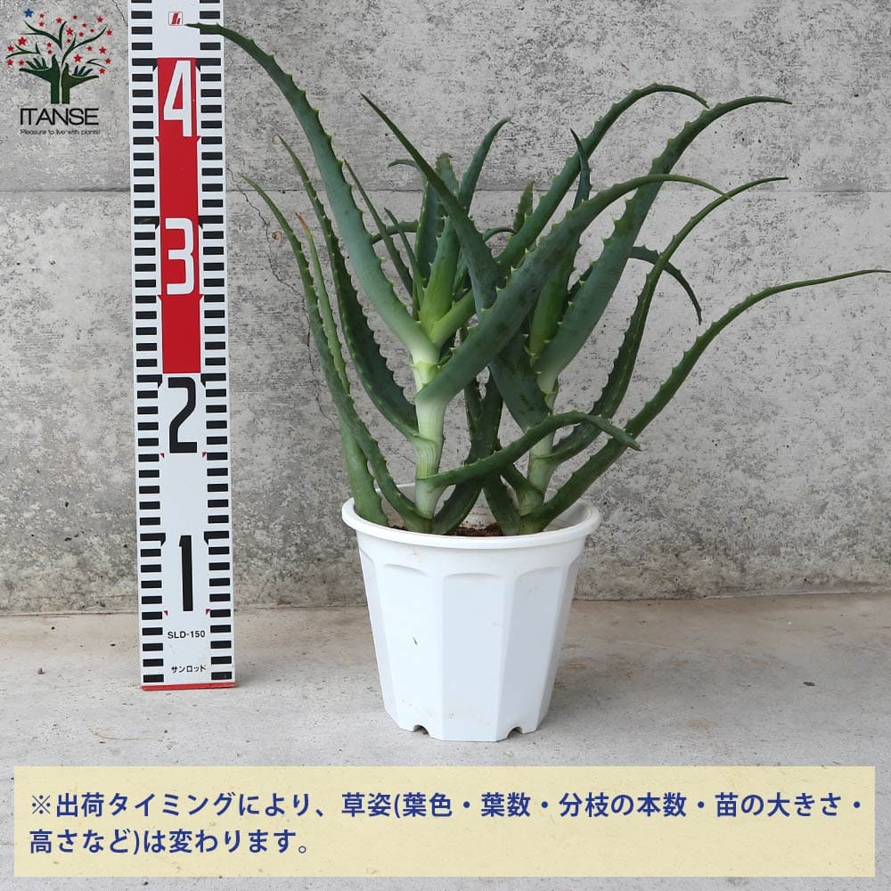 アロエ (キダチアロエ)【ハーブの苗 5号鉢】