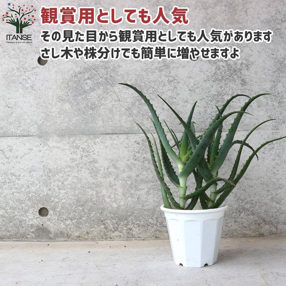 アロエ (キダチアロエ)【ハーブの苗 5号鉢】