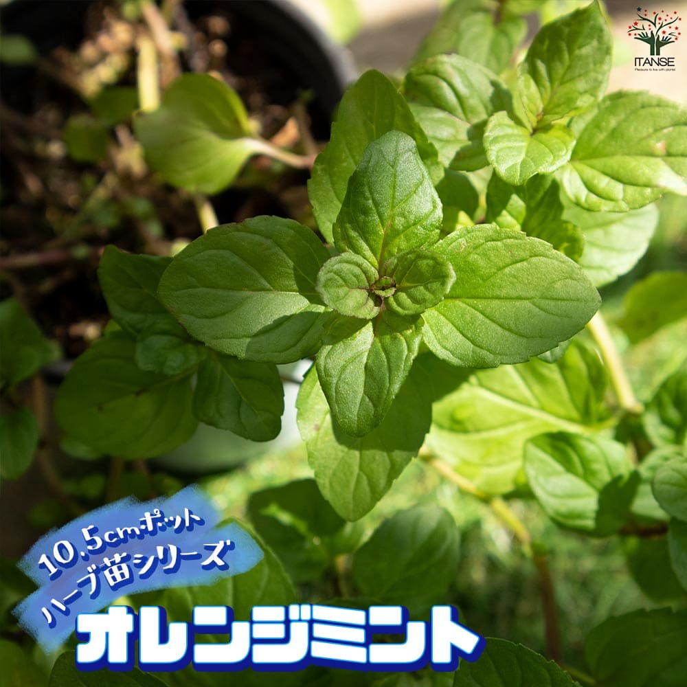 オレンジミント 10.5cm2個～【おうちで簡単！育てやすい10.5cmポットハーブ苗シリーズ！】