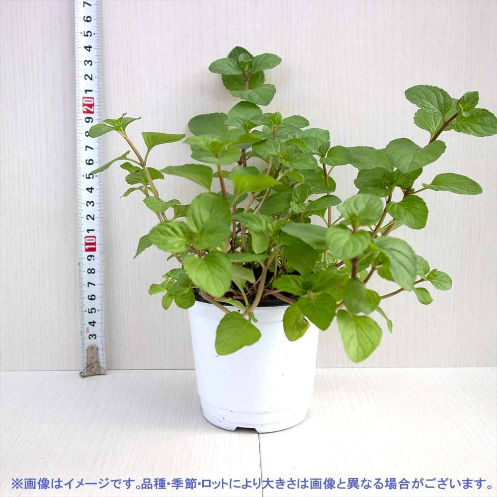 オレンジミント 10.5cm2個～【おうちで簡単！育てやすい10.5cmポットハーブ苗シリーズ！】