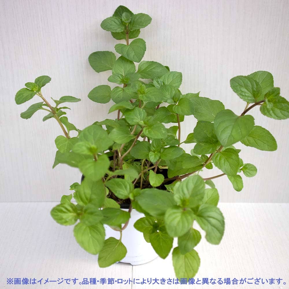 オレンジミント 10.5cm2個～【おうちで簡単！育てやすい10.5cmポットハーブ苗シリーズ！】