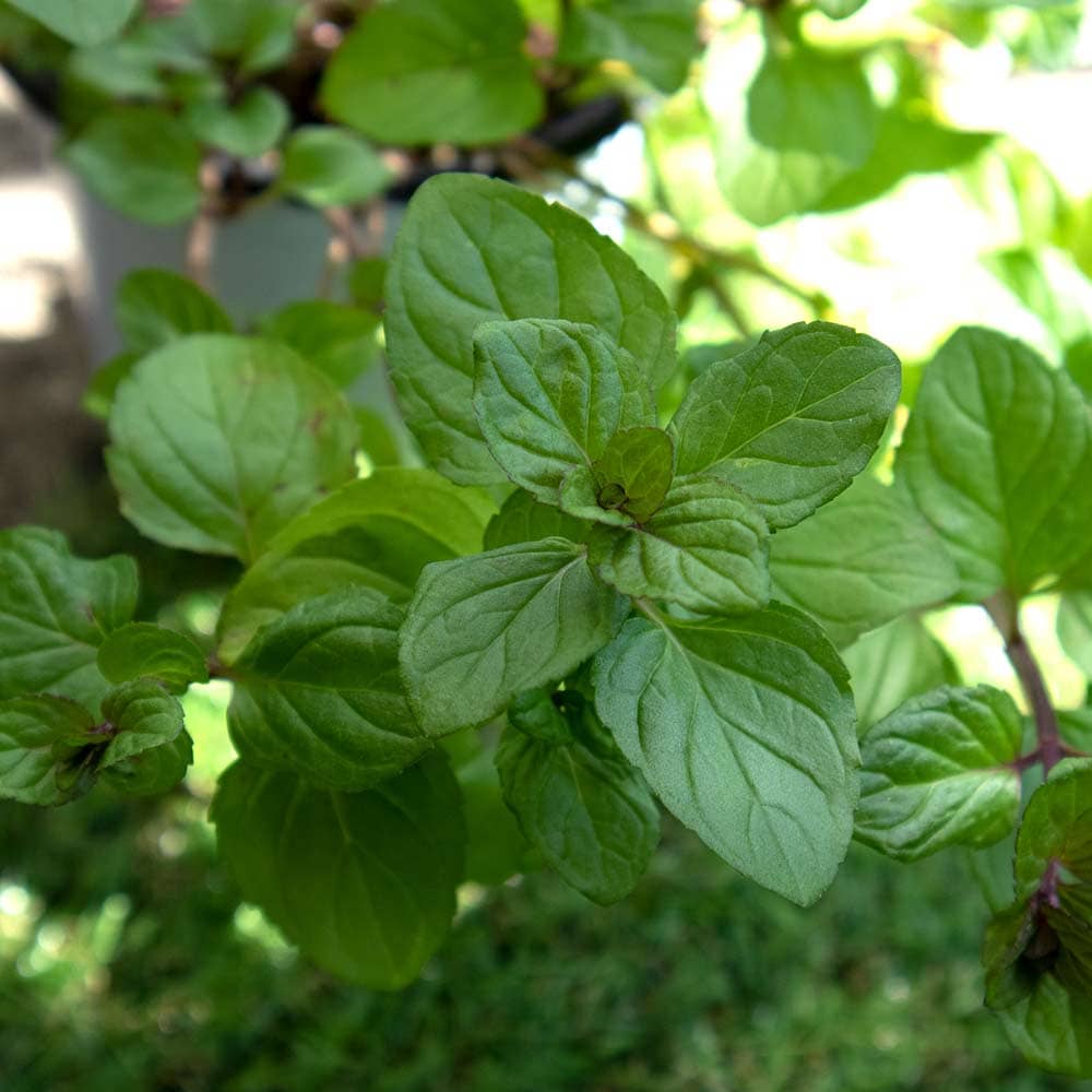 オレンジミント 10.5cm2個～【おうちで簡単！育てやすい10.5cmポットハーブ苗シリーズ！】