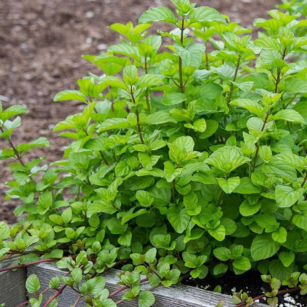 オレンジミント 10.5cm2個～【おうちで簡単！育てやすい10.5cmポットハーブ苗シリーズ！】