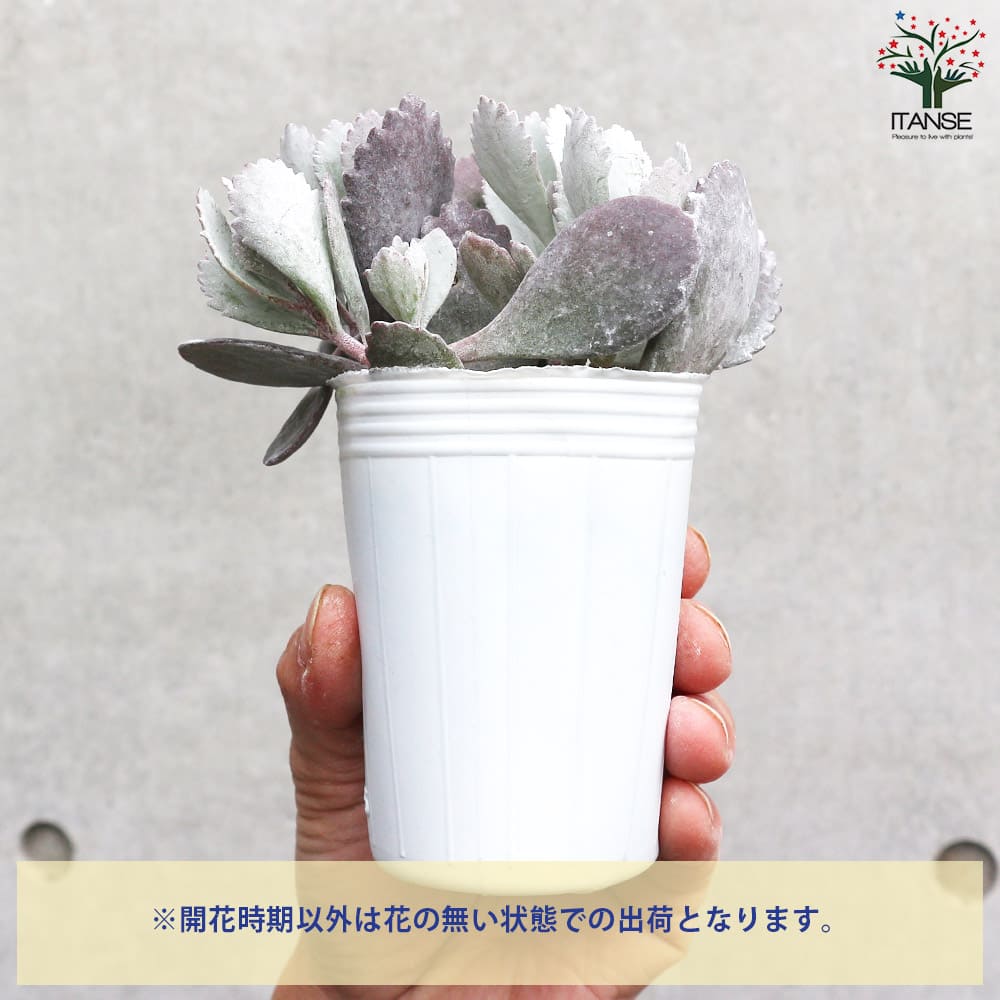カランコエ・プミラ(白銀の舞)【多肉植物 2.5号ロングポット