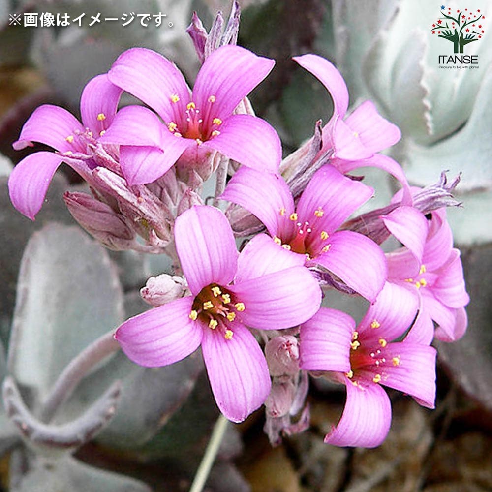 カランコエ・プミラ(白銀の舞)【多肉植物 2.5号ロングポット 