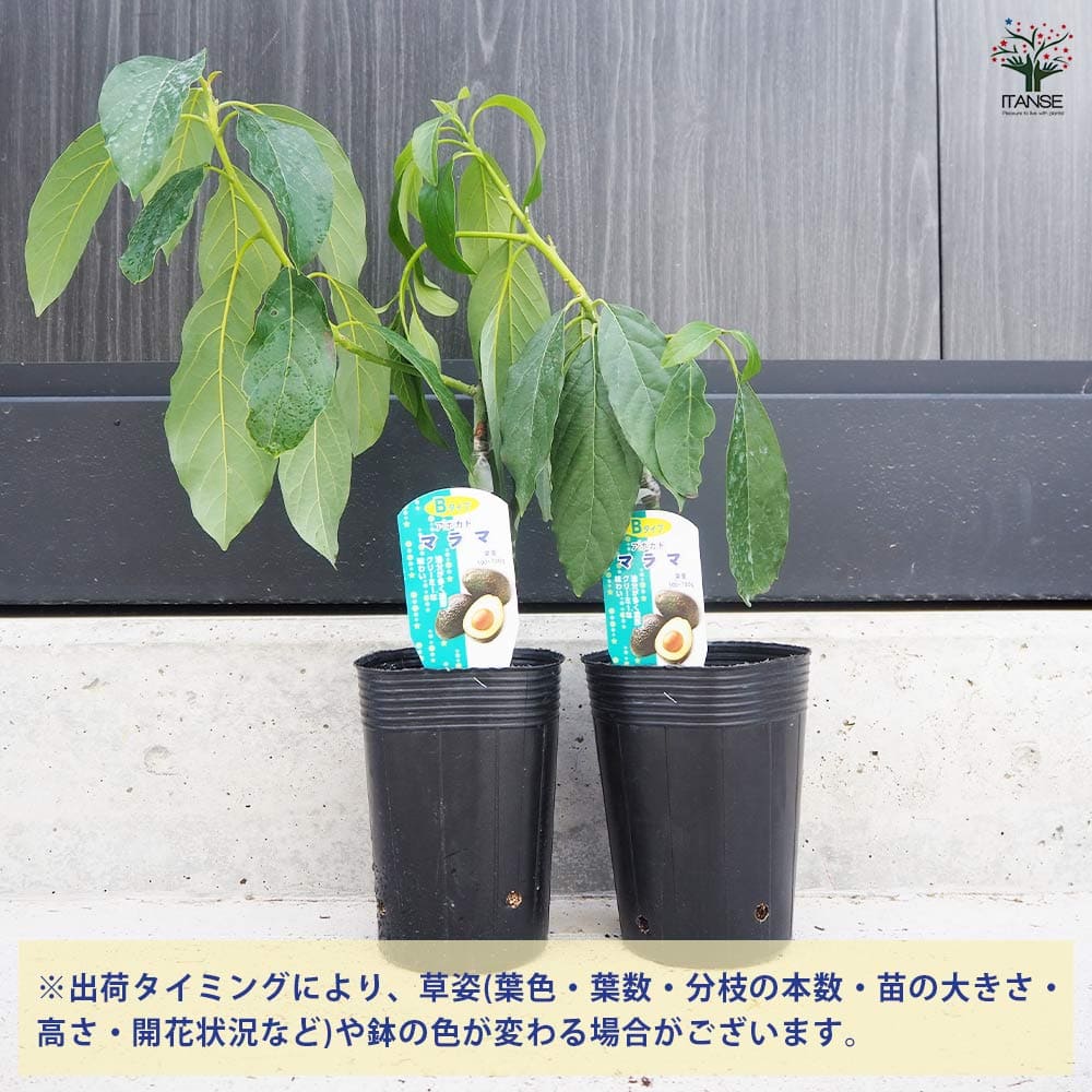 アボカド マラマ 【果樹の苗木 4.5号ロングポット／1個売り】｜ 【植物