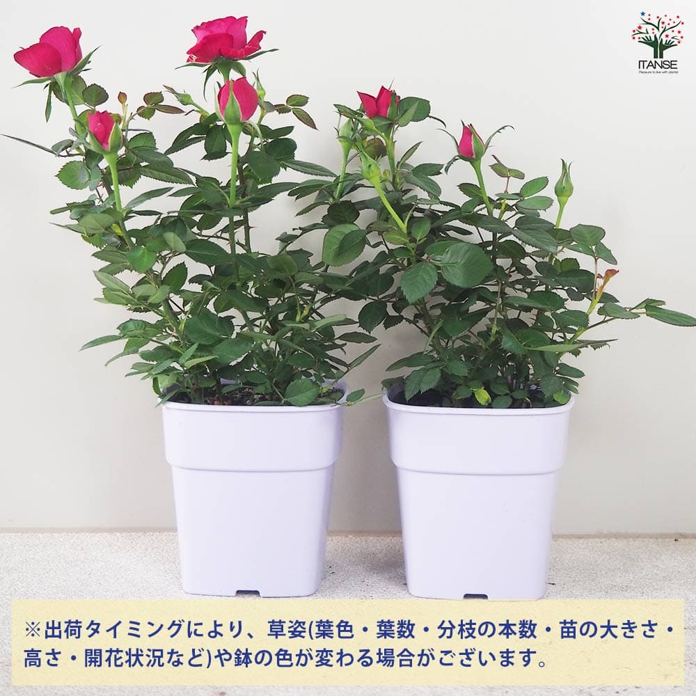 ミニ薔薇 ボルドー 【花苗 3.5号鉢】｜ 【植物のITANSE】全品