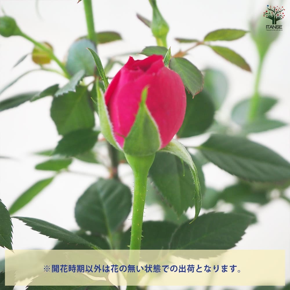 バラと小花とベリーのキラキラ豪華特大リース♪☆新色☆ボルドーカラー♪☆ バラと小花とベリーのキラキラ豪華特大リース♪☆新色☆ボルドー