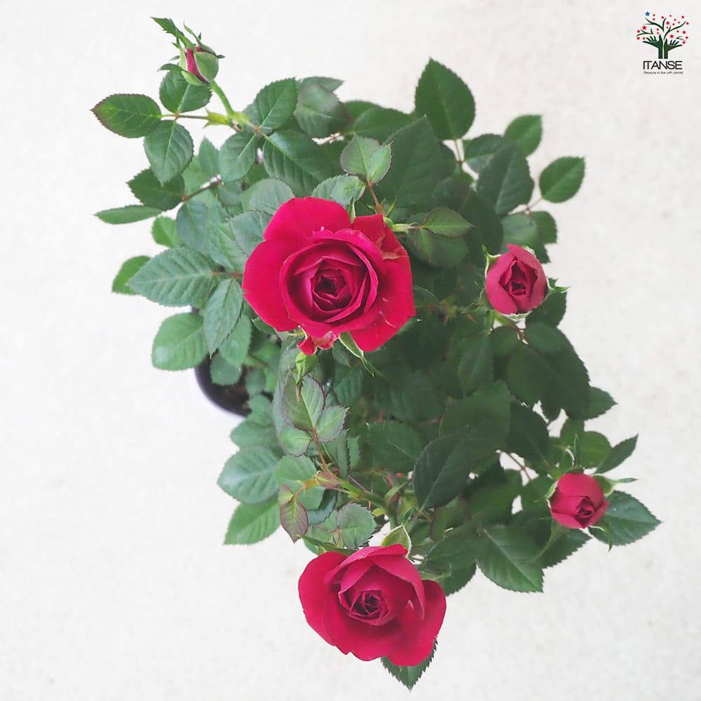 ミニ薔薇 ボルドー 【花苗 3.5号鉢】｜ 【植物のITANSE】全品