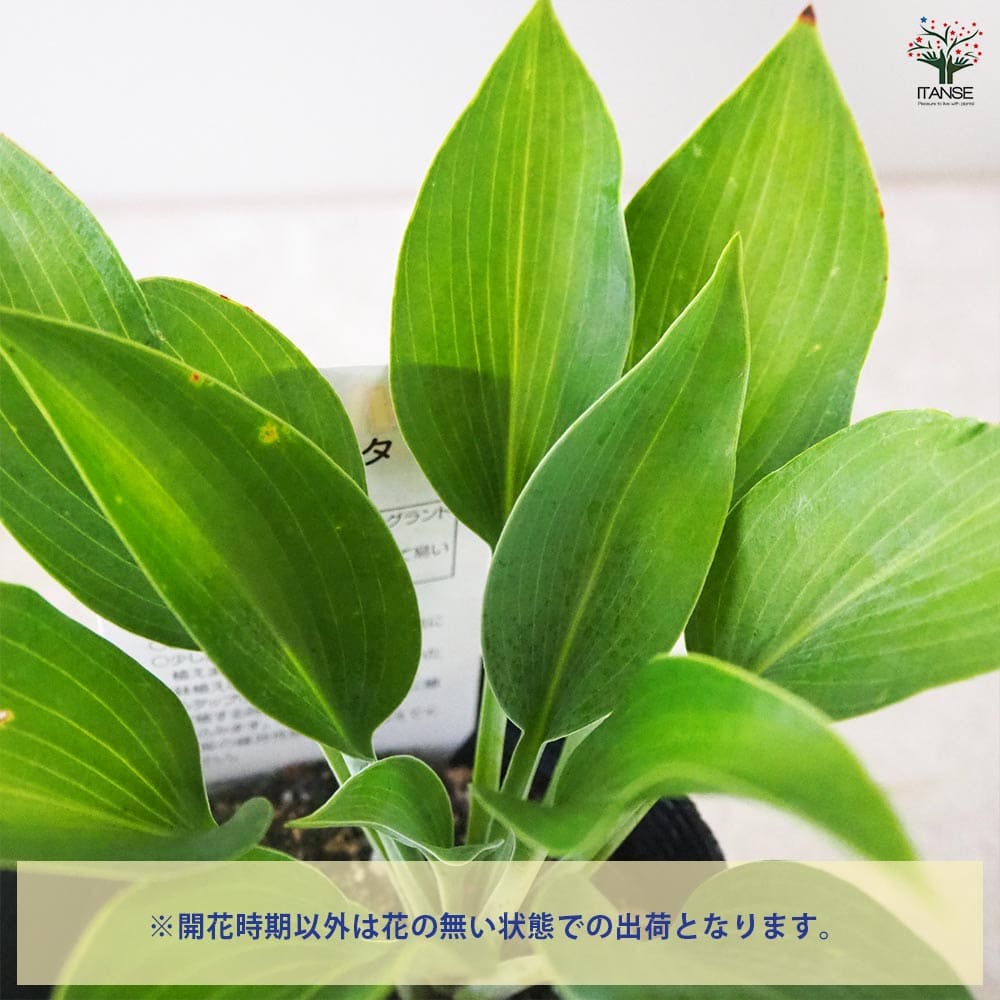 ホスタ ハルシオン 【花苗 3.5号ポット／1個売り】｜ 【植物の
