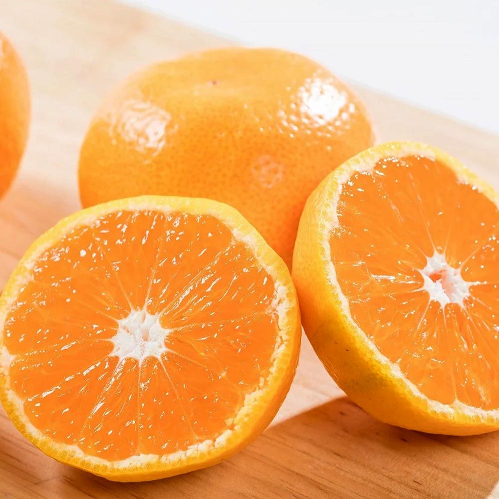 かずくりさん専用マンダリンオレンジ×20 マンダリンオレンジ クレメンティンの苗木【果樹苗 2年生 接木苗15cm