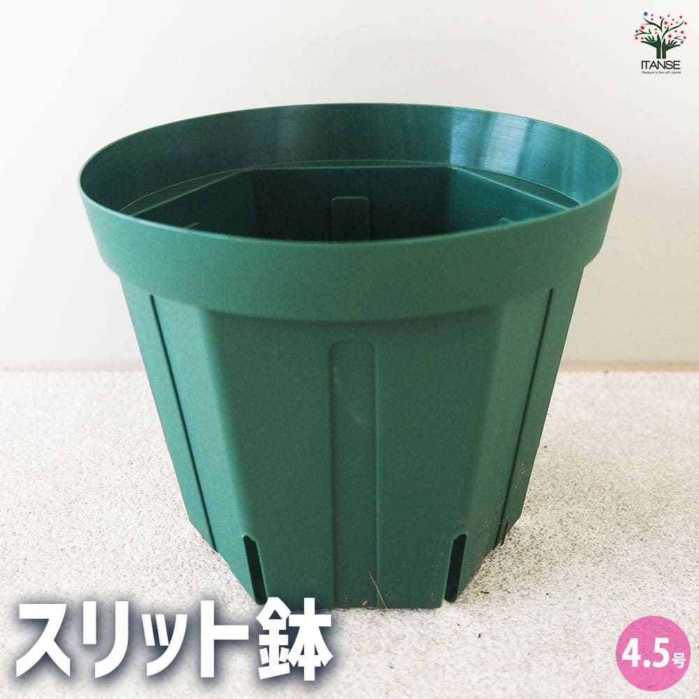 スリット鉢 【プラ鉢 4.5号】｜ 【植物のITANSE】全品送料無料
