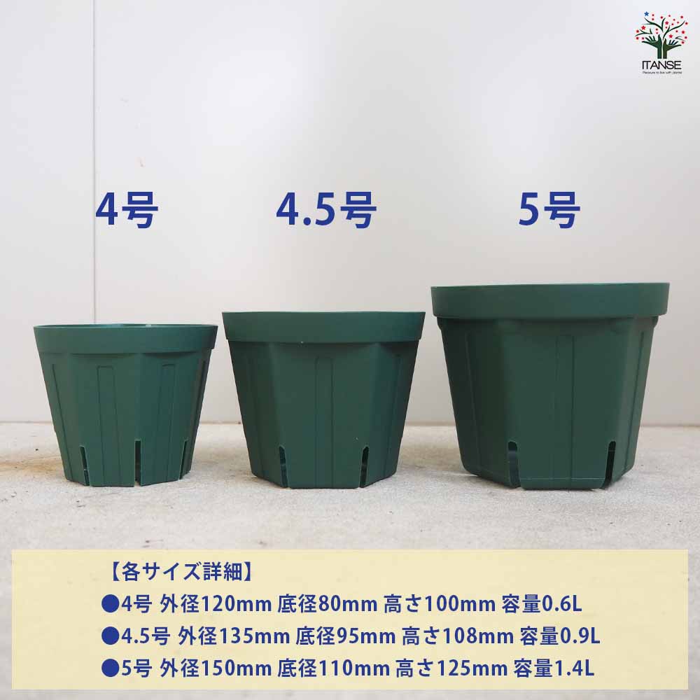 スリット鉢 【プラ鉢 4.5号】｜ 【植物のITANSE】全品送料無料