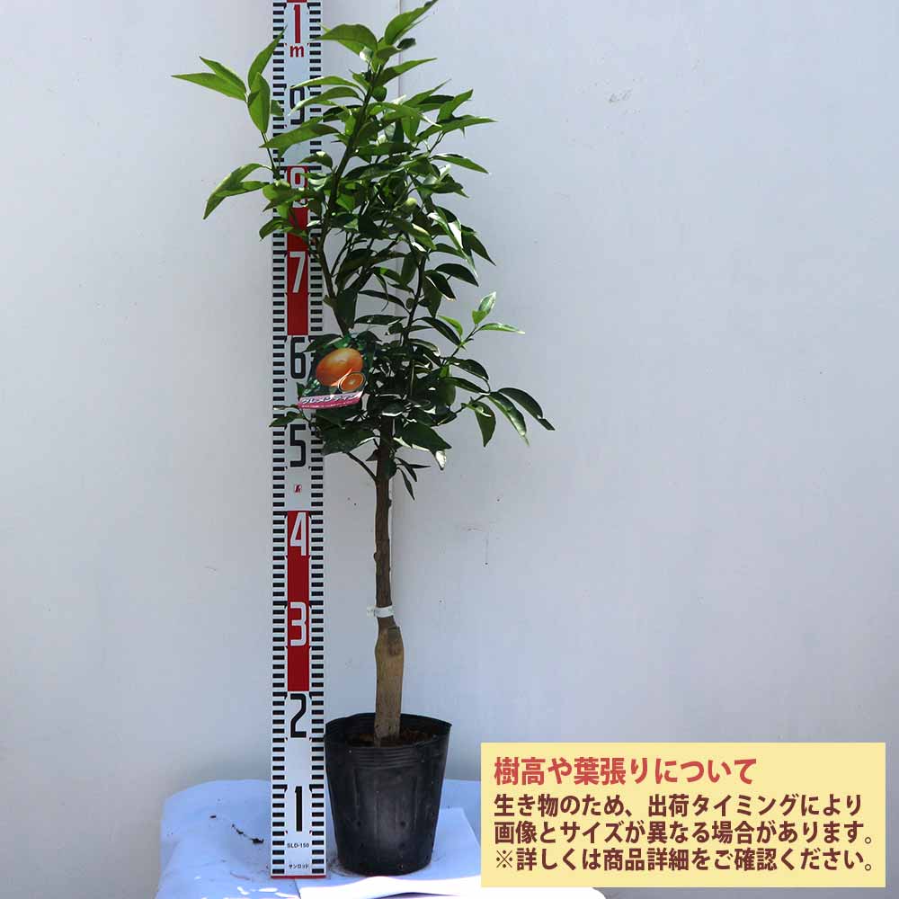 Itanse良品ｾﾚｸﾄ通販