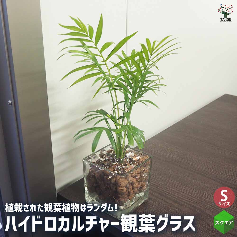 ハイドロカルチャー観葉グラス スクエア 【観葉植物 Sサイズ／1個売り】