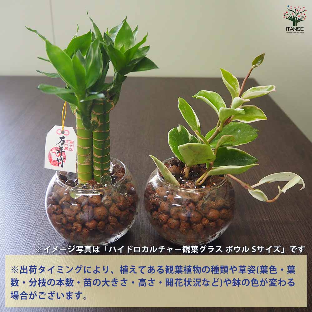 ハイドロカルチャー観葉グラス スクエア 【観葉植物 Sサイズ／1個売り】