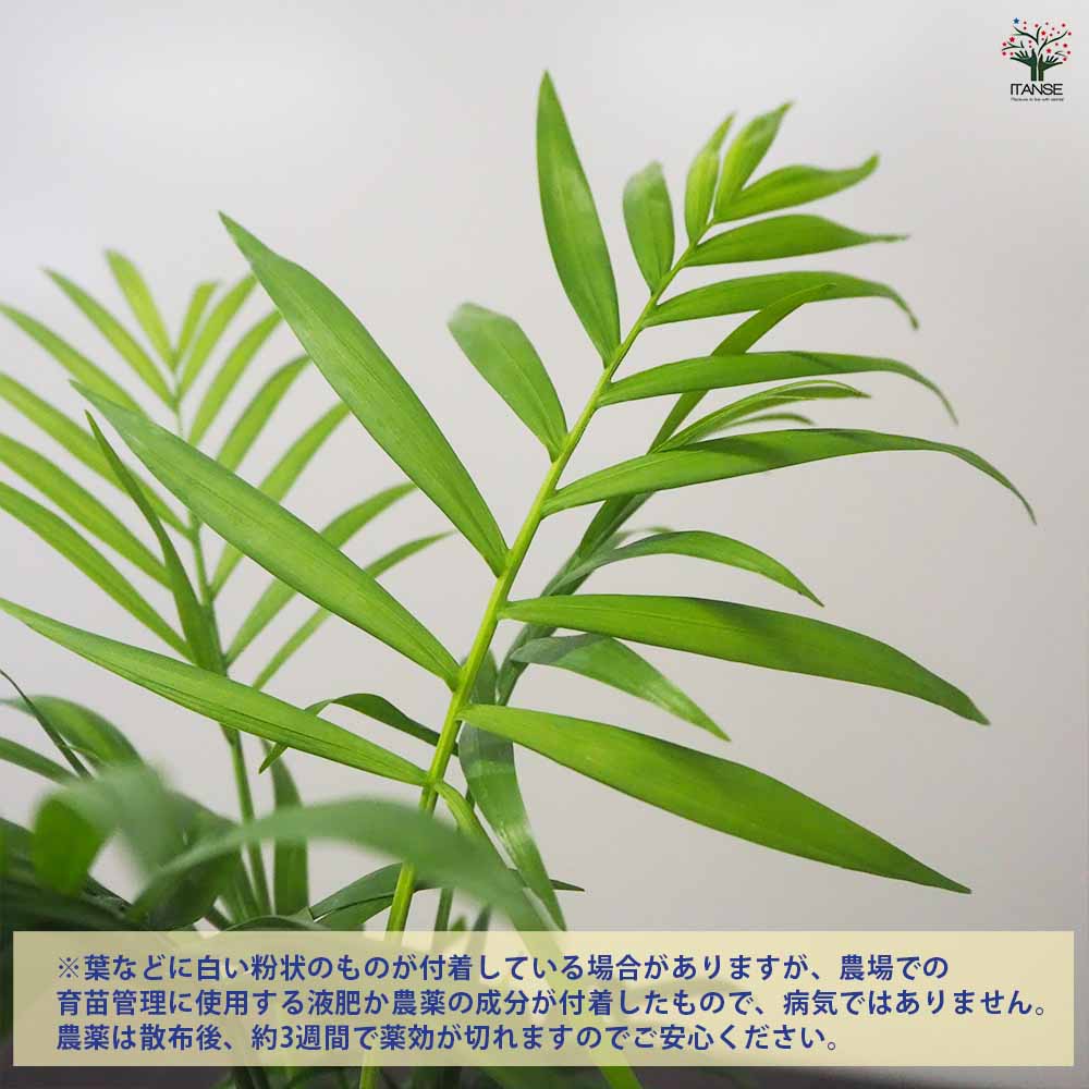 ハイドロカルチャー観葉グラス スクエア 【観葉植物 Sサイズ／1個売り】