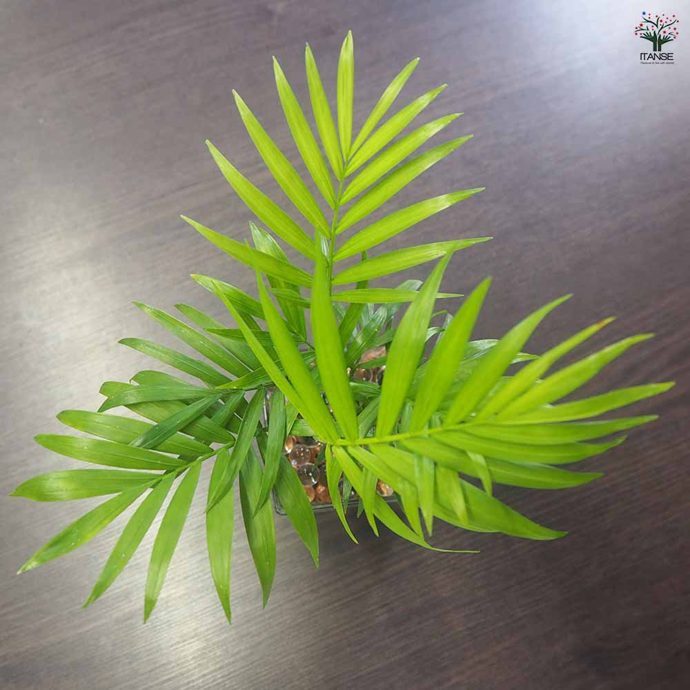 ハイドロカルチャー観葉グラス スクエア 【観葉植物 Sサイズ／1個売り】