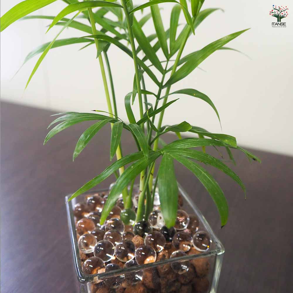 ハイドロカルチャー観葉グラス スクエア 【観葉植物 Sサイズ／1個売り】