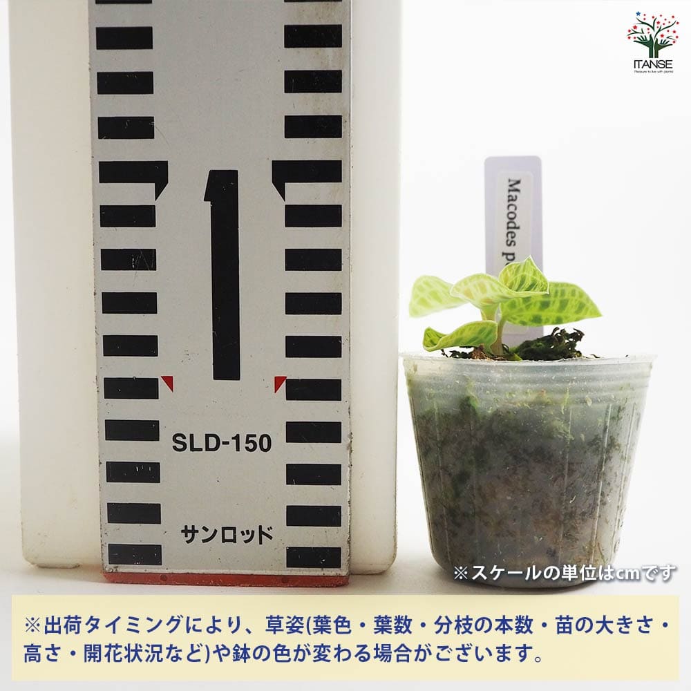 観葉植物 マコデス ペトラ 【観葉植物 2号】