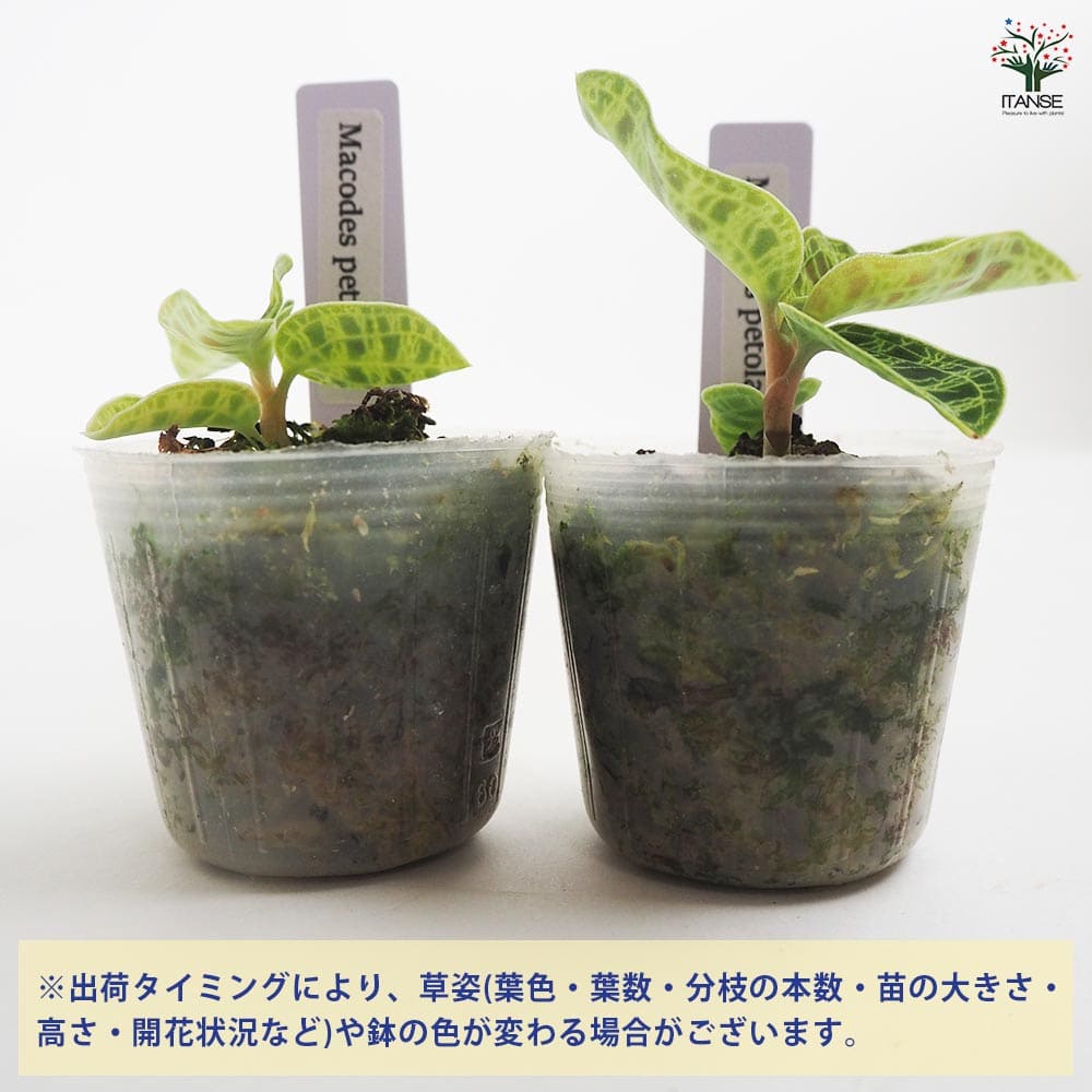 観葉植物 マコデス ペトラ 【観葉植物 2号】｜ 【植物のITANSE