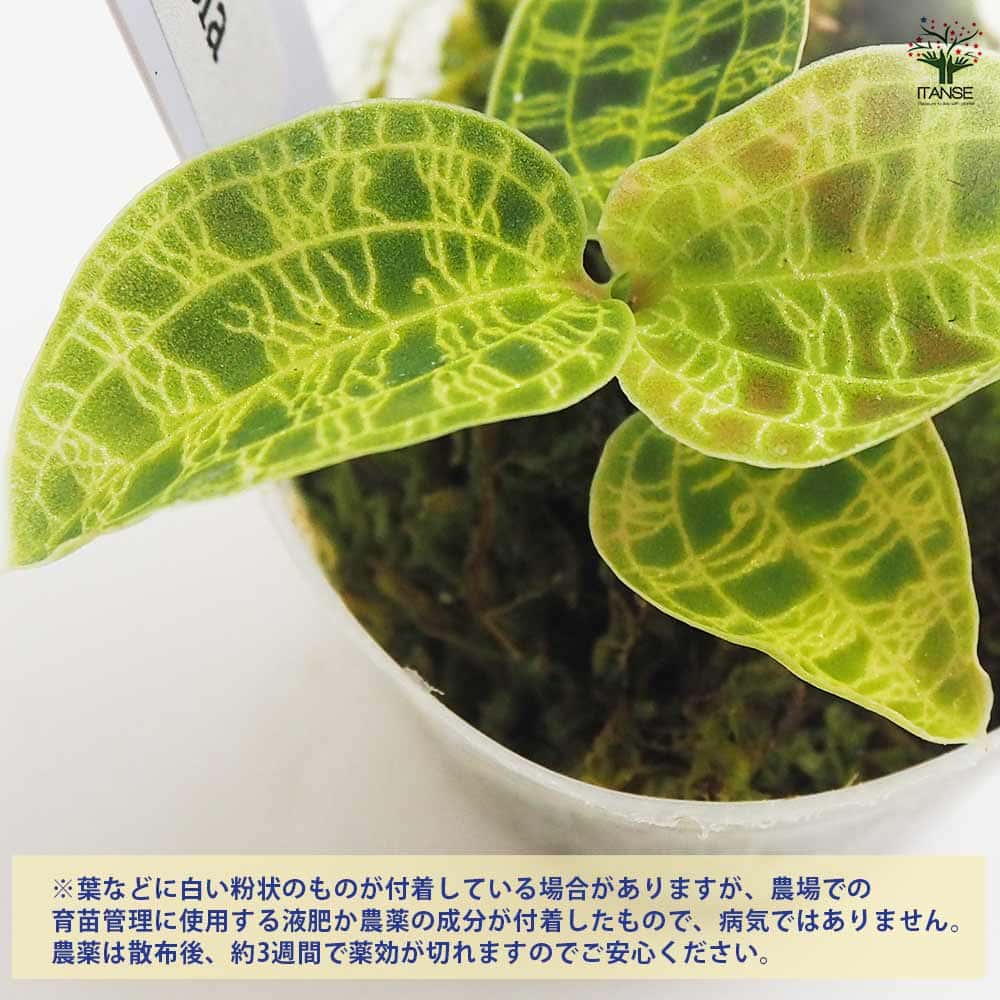 観葉植物 マコデス ペトラ 【観葉植物 2号】｜ 【植物のITANSE