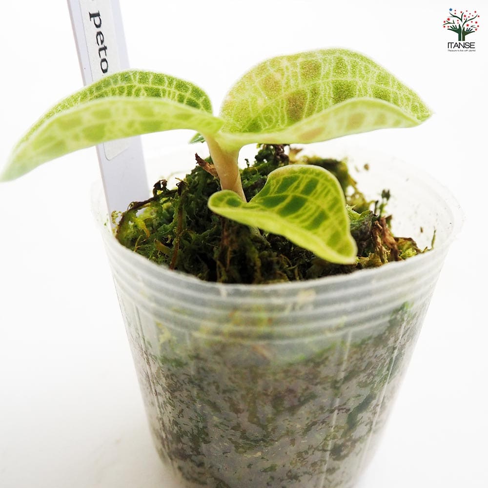 観葉植物 マコデス ペトラ 【観葉植物 2号】｜ 【植物のITANSE