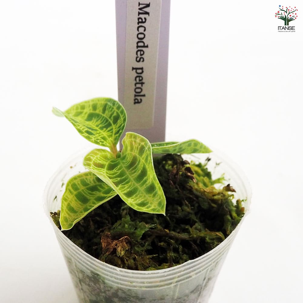 Macodes petola Platinum マコデス ペトラ プラチナム Macodes petola platinum マコデス ペトラ プラチナム Macodes