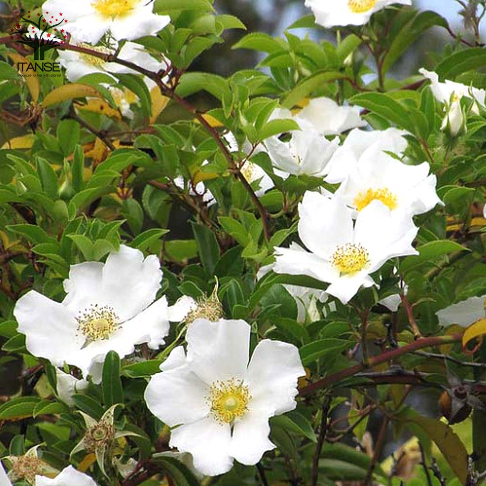 ナイワイバラ 一重咲き バラ【庭木 6号大苗／1個売り】｜ 【植物の
