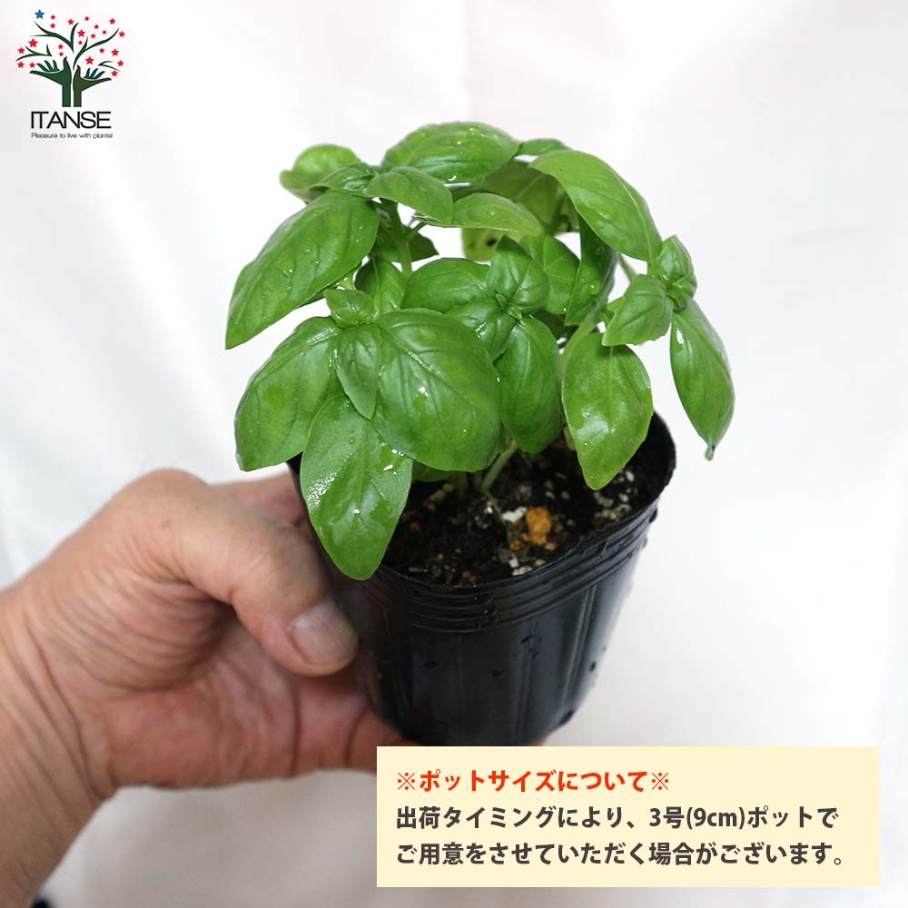 栽培セット スイートバジル【ハーブの苗 9cm～10.5cmポット苗／お買い得3個セット】
