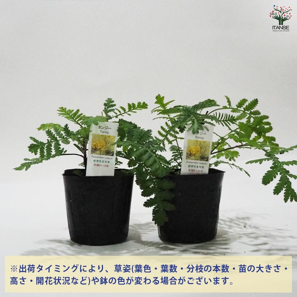 タンジー 【ハーブの苗 9cmポット】｜ 【植物のITANSE】全品送料