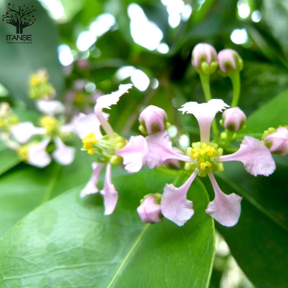 Itanse良品ｾﾚｸﾄ通販