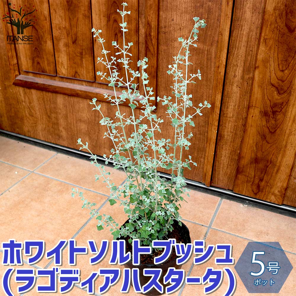 ホワイトソルトブッシュ (ラゴディアハスタータ) 【庭木 5号鉢／1個