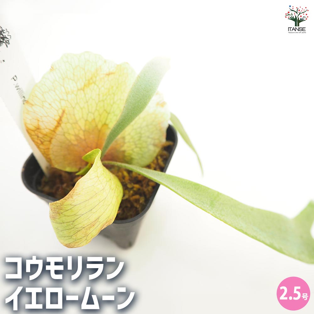 観葉植物 コウモリラン イエロームーン 【観葉植物 2.5号】