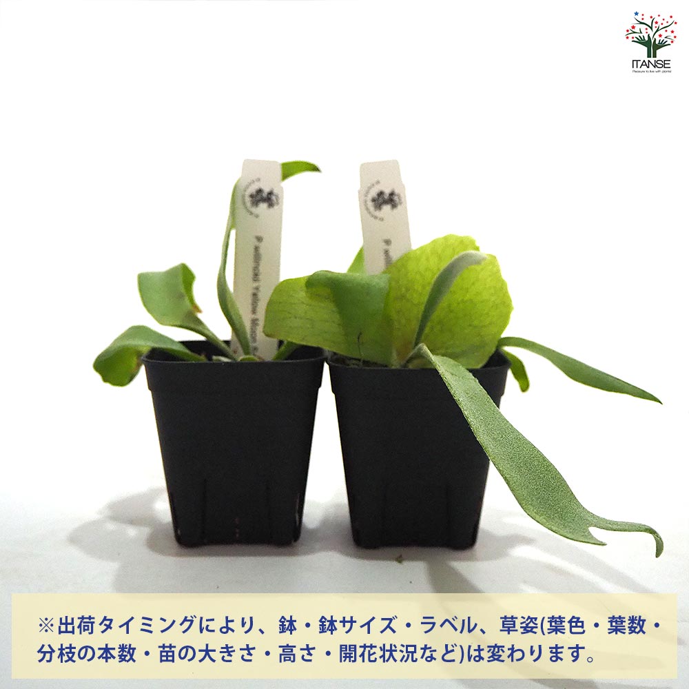 観葉植物 コウモリラン イエロームーン 【観葉植物 2.5号】