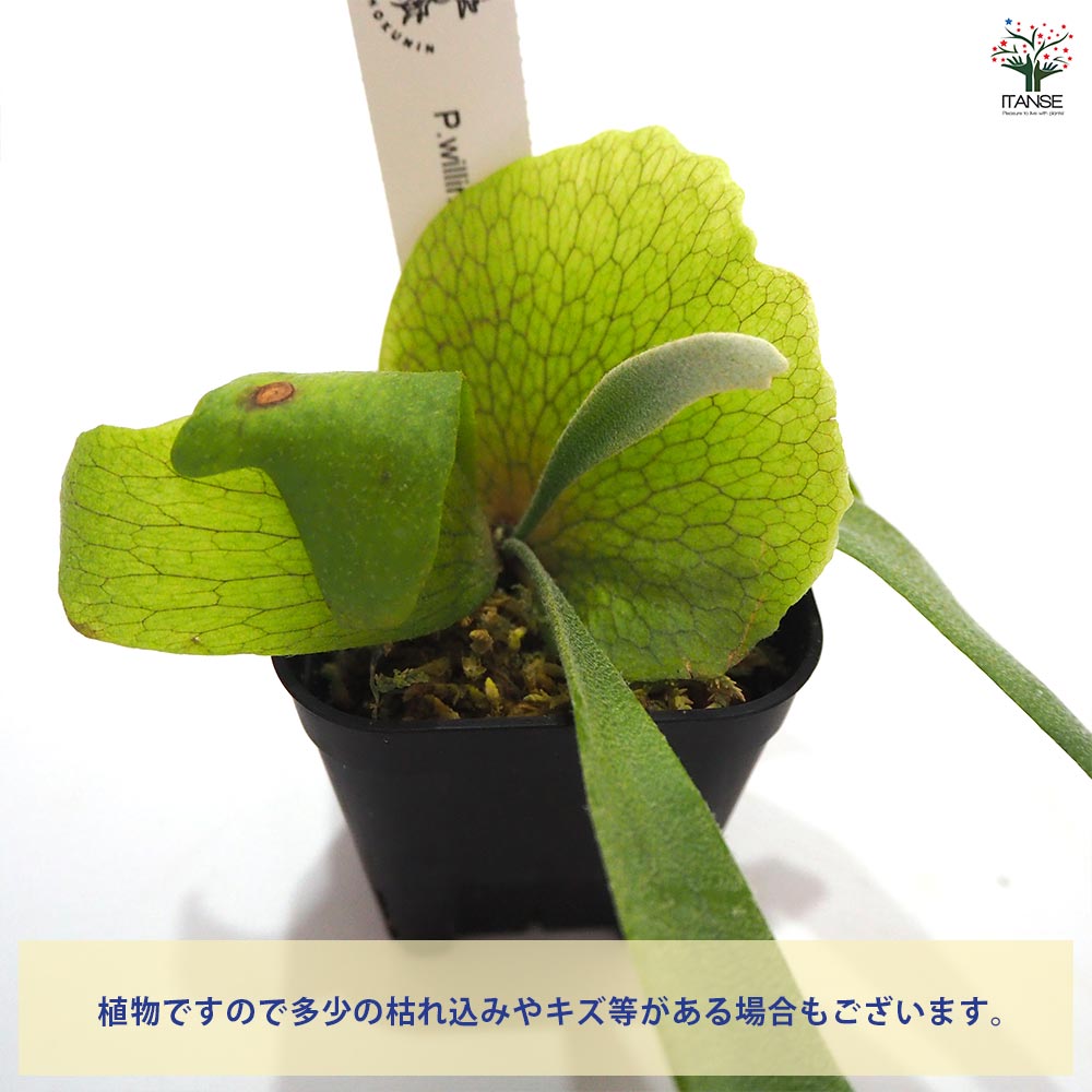 観葉植物 コウモリラン イエロームーン 【観葉植物 2.5号】