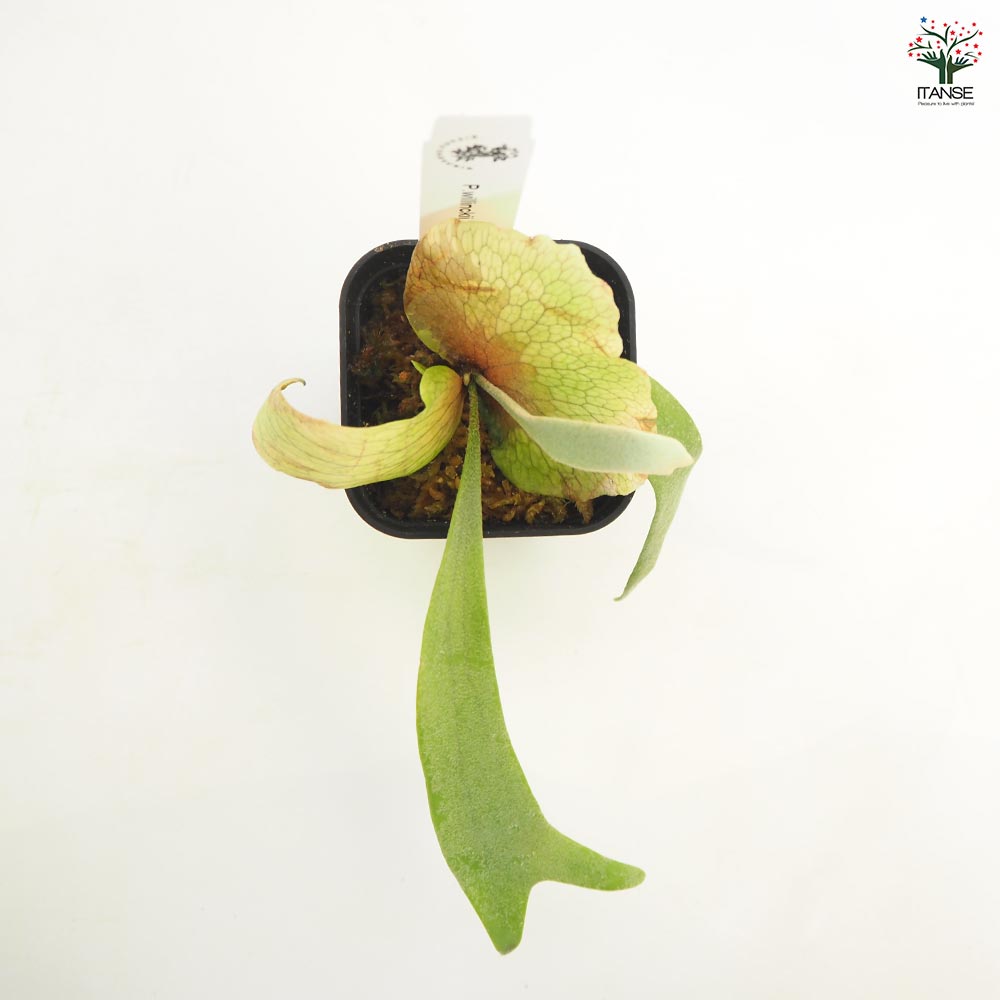 観葉植物 コウモリラン イエロームーン 【観葉植物 2.5号】