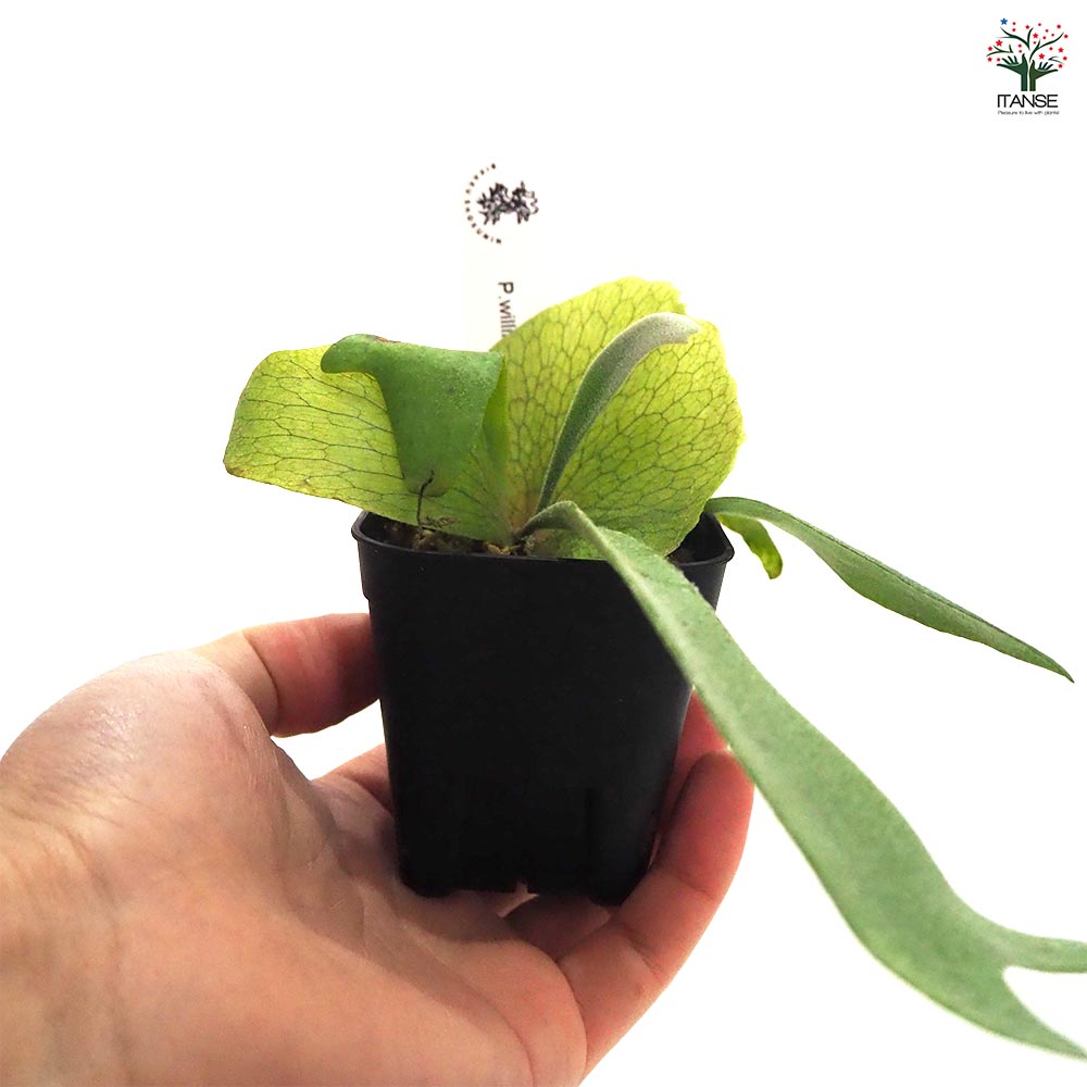 観葉植物 コウモリラン イエロームーン 【観葉植物 2.5号】