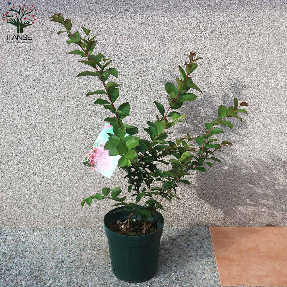 Itanse良品セレクト通販 Itanse良品セレクト通販
