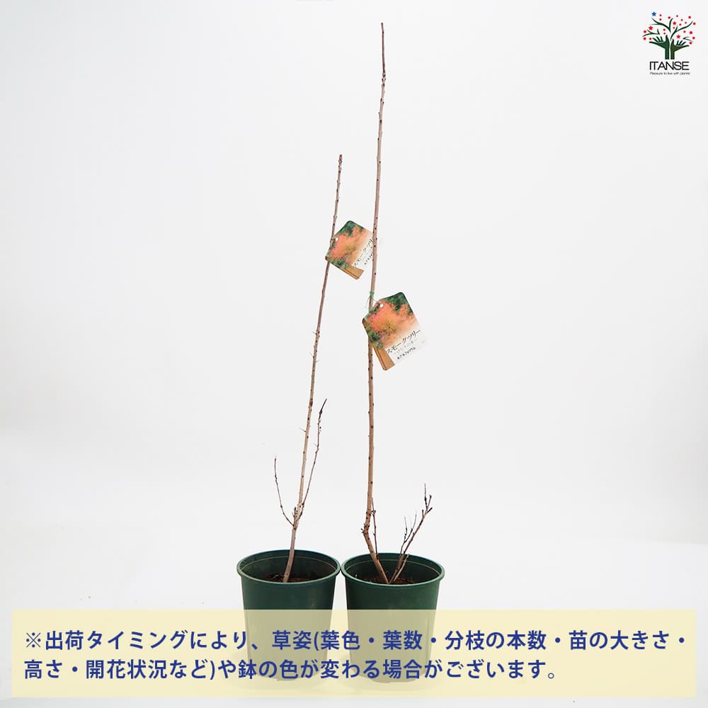 スモークツリー ルブリフォリウス 【花木苗 6号／1個売り】｜ 【植物の