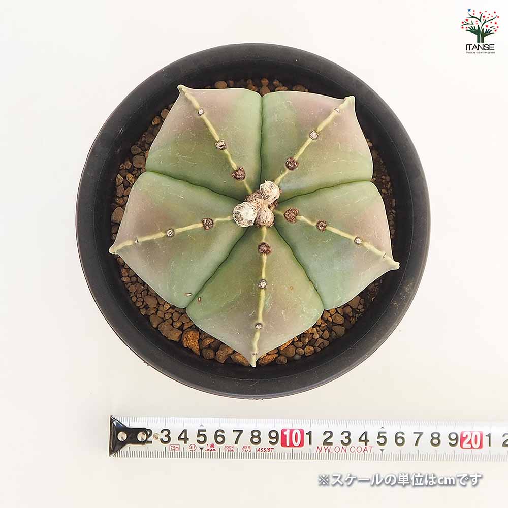 サボテン 碧瑠璃鸞鳳玉 【多肉植物 5号／1個売り】｜ 【植物の