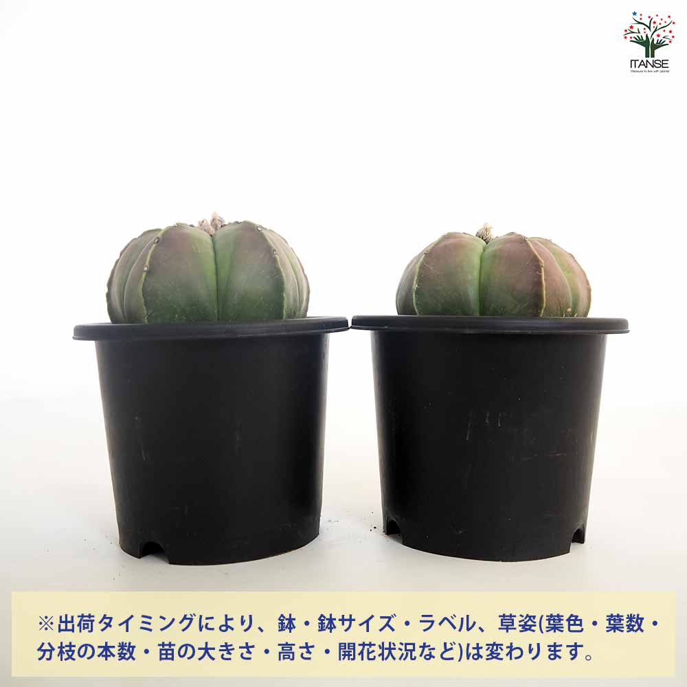 サボテン 碧瑠璃鸞鳳玉 【多肉植物 5号／1個売り】｜ 【植物の