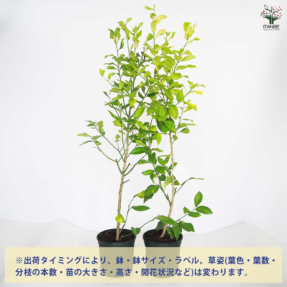 レモンの苗木 リスボン 【果樹の苗木 8号／1個売り】