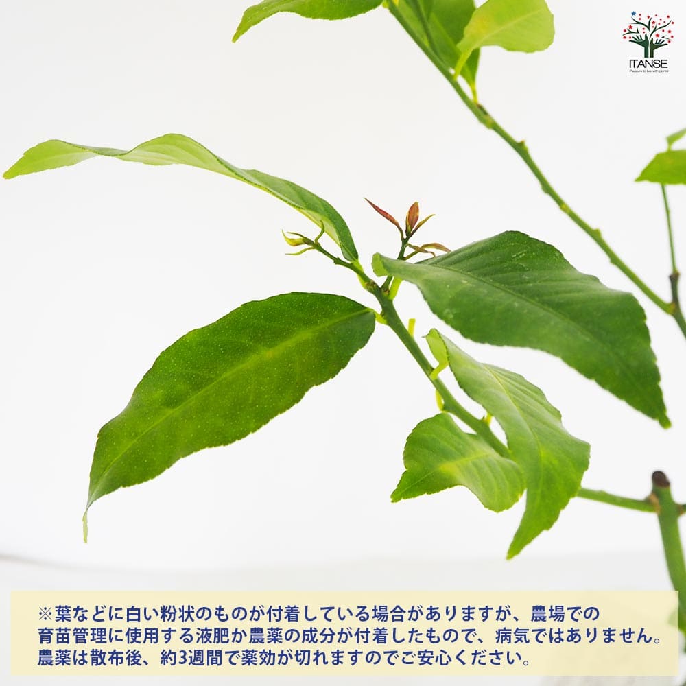 レモンの苗木 リスボン 【果樹の苗木 8号／1個売り】