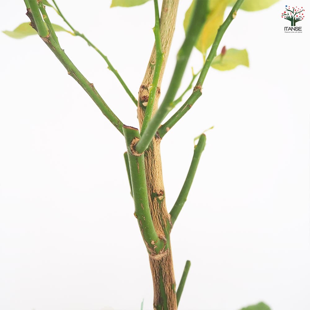 レモンの苗木 リスボン 【果樹の苗木 8号／1個売り】