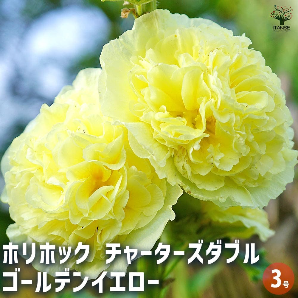フッチェンロイター　エリーザ　黄色い花柄のプレート　2枚 バラ苗 ザカントリーパーソン (大苗) シュラブ 半つる性 返り咲き 中輪