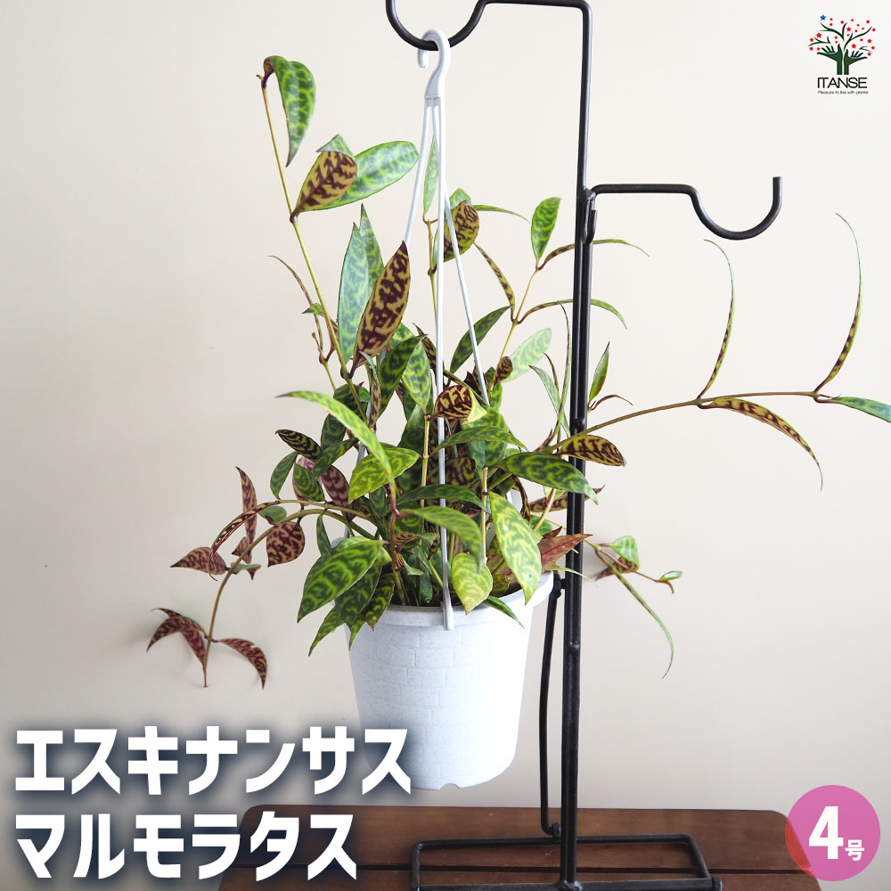 エスキナンサス マルモラタス4号吊り鉢 【観葉植物 4号】｜ 【植物の