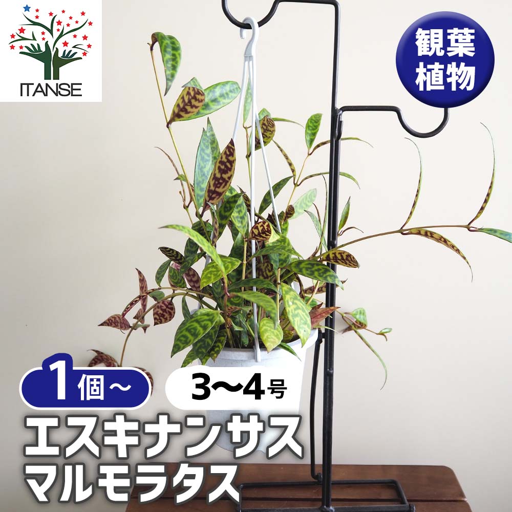 エスキナンサス マルモラタス 吊り鉢 【観葉植物 3～4号】｜ 【植物の