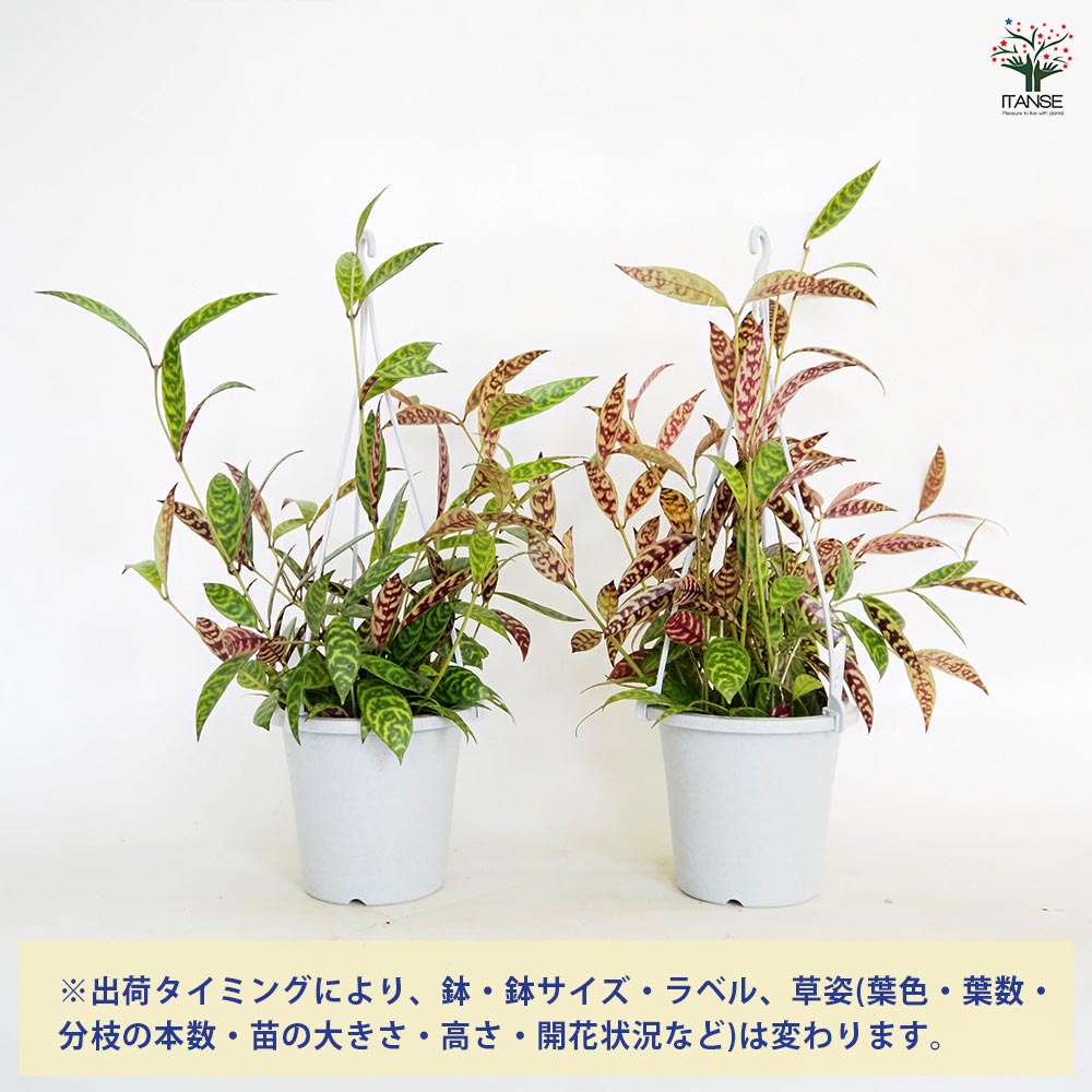 エスキナンサス マルモラタス 吊り鉢 【観葉植物 3～4号】｜ 【植物の
