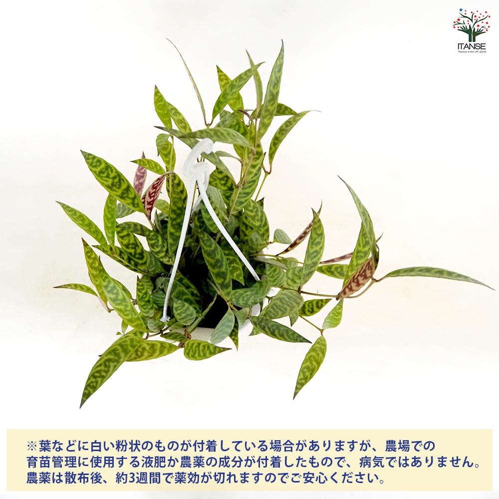 エスキナンサス　マルモラタス エスキナンサス マルモラタス 正直花というより葉の柄を楽しむの